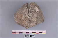 藏品(厚貝科)的圖片